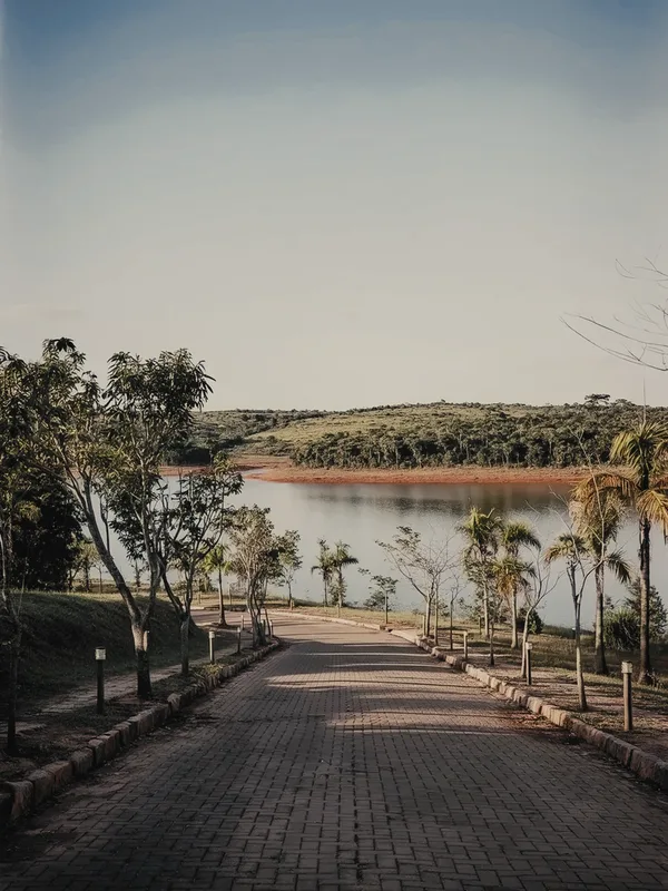 Via arborizada sem poste e sem fio à vista