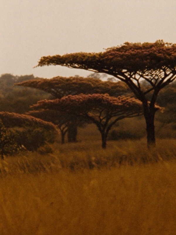 Cerrado da Fazenda do Lago, cenário das trilhas do Haras